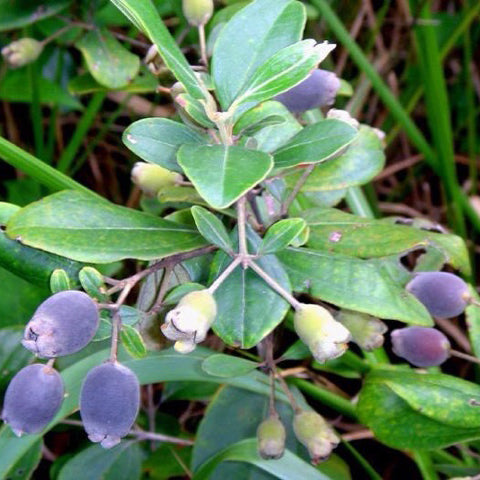 DELICIOUS RIPE DRIED MYRTLE FRUIT