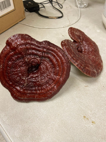 Korean Red Reishi Lingzhi Mushroom