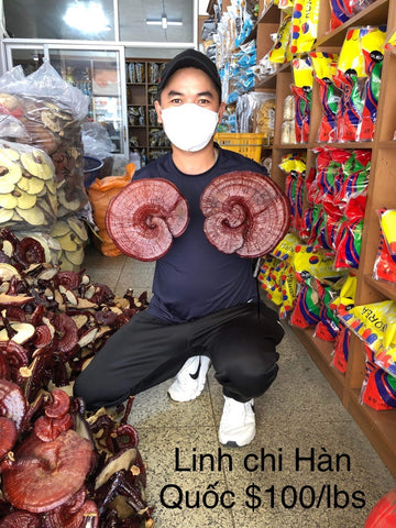 Korean Red Reishi Lingzhi Mushroom