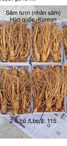 Korean Fresh Ginseng