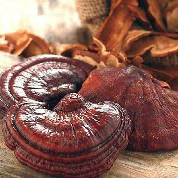 Korean Red Reishi Lingzhi Mushroom