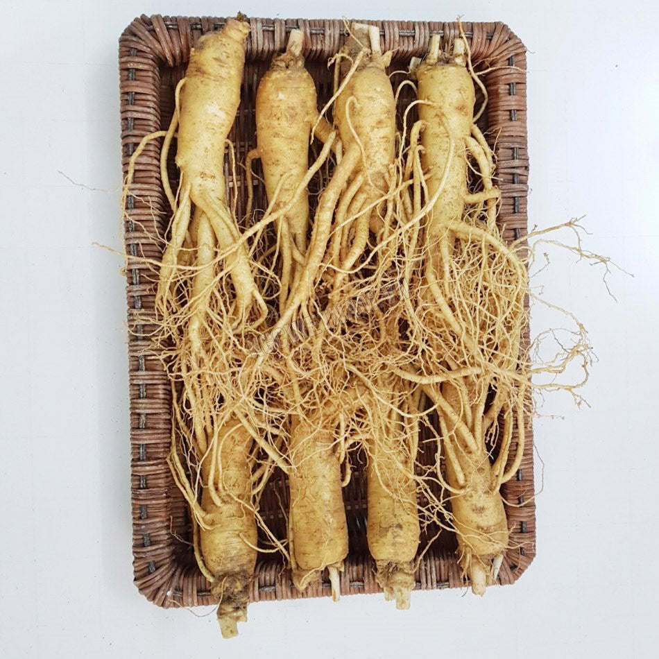 Korean Fresh Ginseng